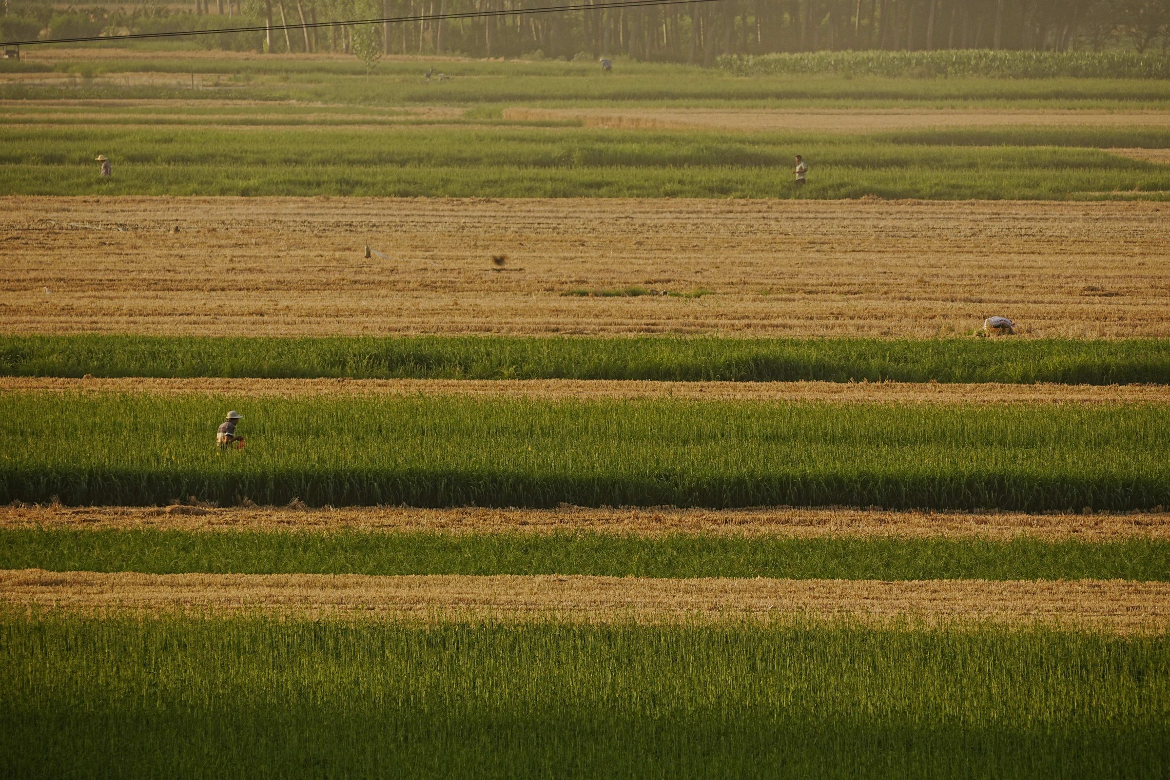 Agricultural field, the kind of operation PRECISE FP300E is built to support